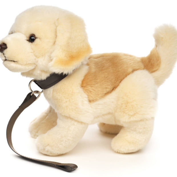 Golden Retriever puppy, standing